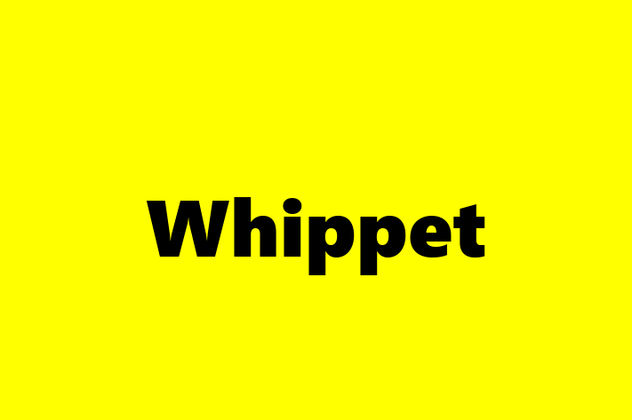 Cine Whippet de Vnzare in Floreti