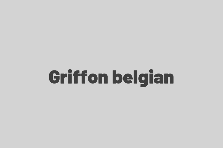 Griffon belgian de Vnzare in Taraclia