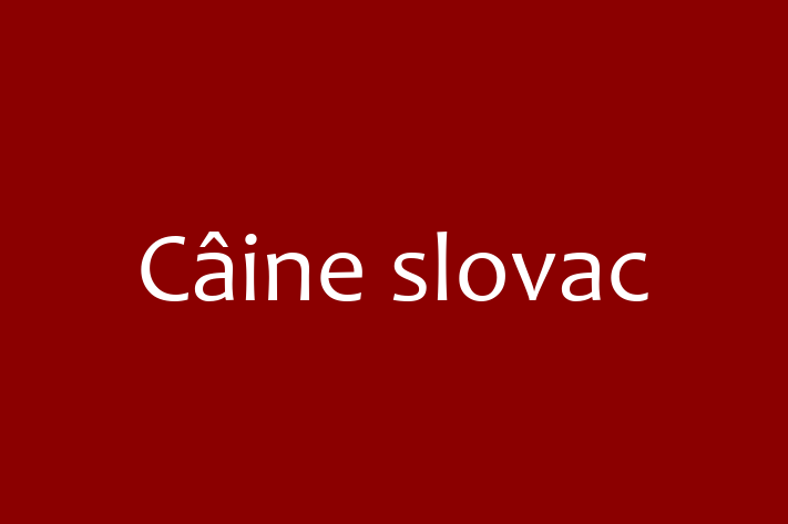 Adopt un Câine Cine slovac Disponibil in Nisporeni