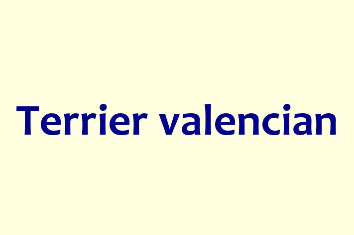 Adopta un Câine Terrier valencian Disponibil in Rbnia