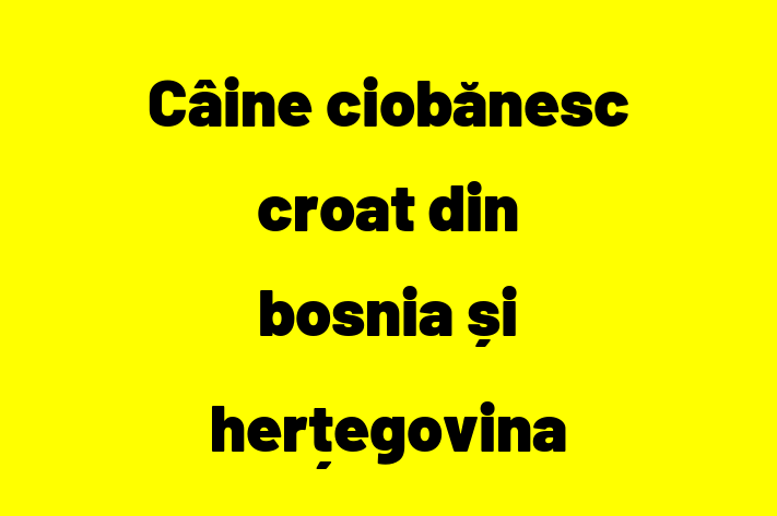 Cine ciobnesc croat din bosnia i heregovina Câine Pregtit pentru o Cas in Bender