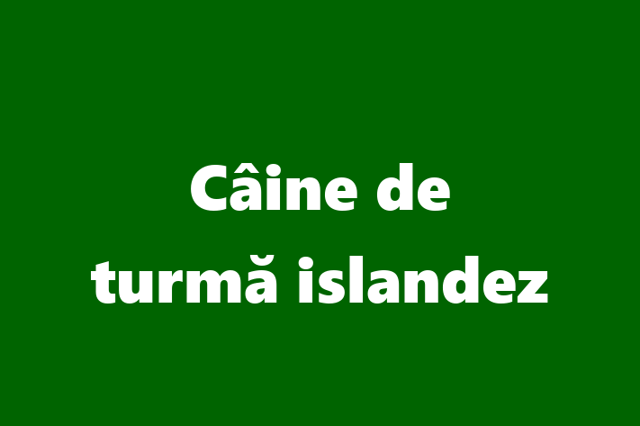 Pui de Câine de turm islandez Câine de Vnzare in Anenii Noi