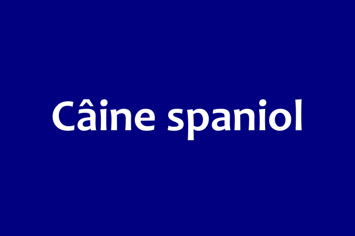 Pui de Câine spaniol Câine de Vnzare in Teleneti