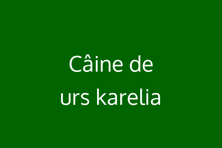 Cine de urs karelia Câine de Vnzare in Straeni