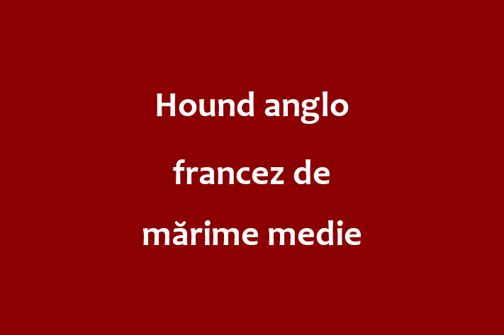 Adopta un Hound anglo francez de mrime medie Câine in Cimilia