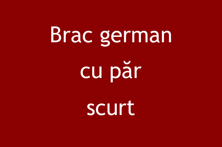 Un Nou Brac german cu pr scurt Câine te Ateapt in Orhei