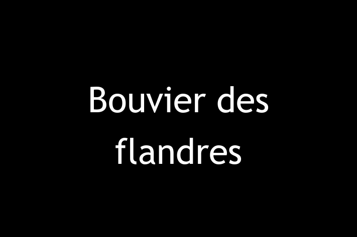 Întâlnește adorabilul nostru Bouvier des flandres de 2 ani! Acest câine este plin de personalitate, bine socializat și gata să se alăture familiei tale. Este la zi cu vaccinările și vine cu dosar medical. Perfect pentru iubitorii de câine din Glodeni.
Preț: 2,100.00 Lei
Contactează Viorica la (060) 419 658 pentru mai multe detalii sau pentru a programa o vizită!