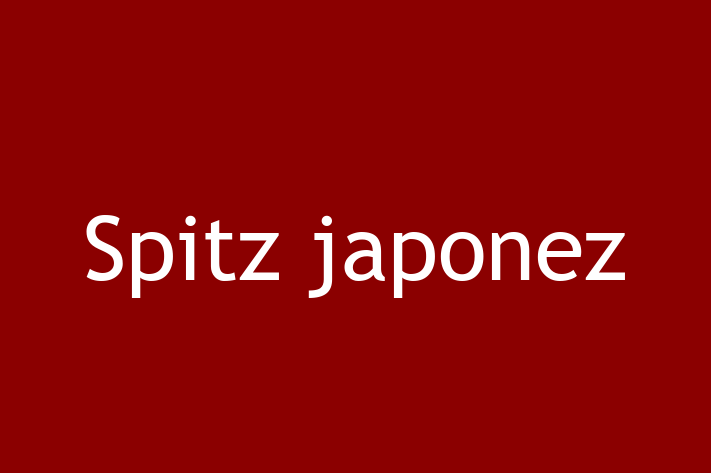 Acest Spitz japonez este blând și prietenos și gata să se mute într-o nouă casă! Este sănătos și la zi cu toate vaccinările. Contactează Darius la (069) 113 640 pentru preț și mai multe detalii.