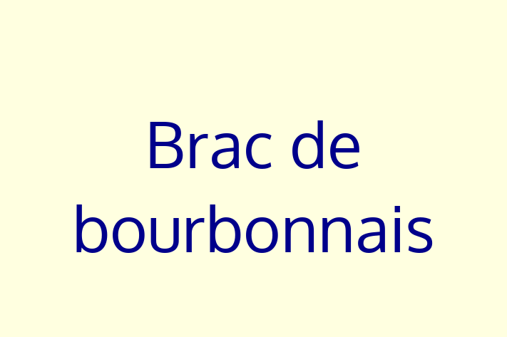 Brac de bourbonnais Câine de Adopie in oldneti