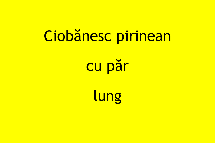 Ciobnesc pirinean cu pr lung Câine Disponibil Acum in Tiraspol