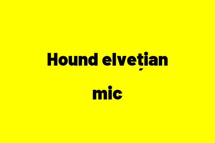 Hound elveian mic Câine Pregtit pentru o Cas in Edine