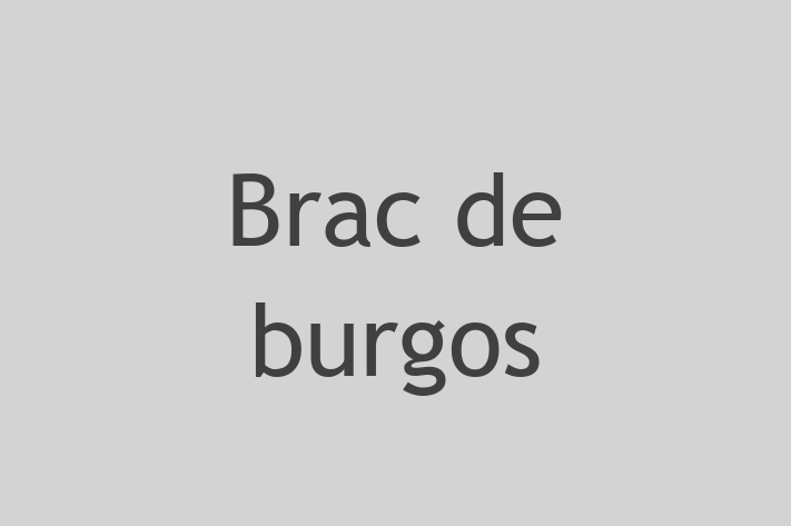 Un Nou Brac de burgos Câine te Ateapt in Clrai