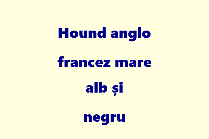 Adopta un Frumos Hound anglo francez mare alb i negru Câine in Bender