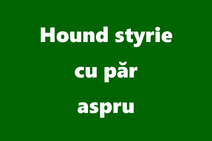 Cine Hound styrie cu pr aspru de Vnzare in Sngerei