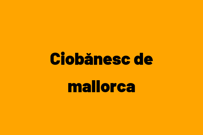 Întâlnește adorabilul nostru Ciobănesc de mallorca de 2 ani! Acest câine este plin de personalitate, bine socializat și gata să se alăture familiei tale. Este la zi cu vaccinările și vine cu dosar medical. Perfect pentru iubitorii de câine din Leova.
Preț: 300.00 Lei
Contactează Daniela la (0260) 360930 pentru mai multe detalii sau pentru a programa o vizită!