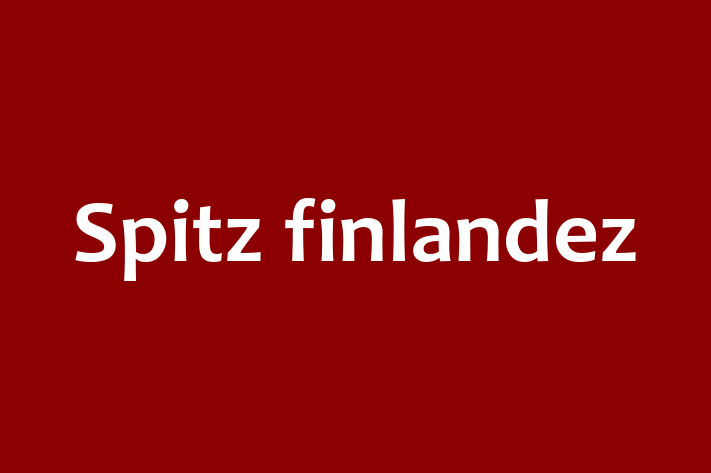 Pui de Spitz finlandez Câine de Vnzare in Dondueni