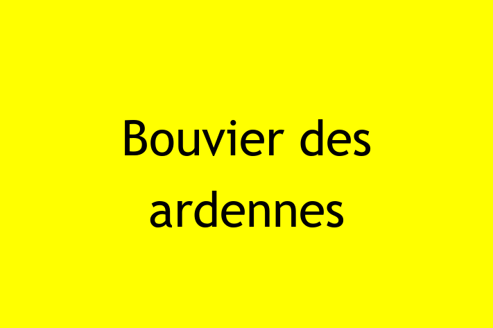 Acest Bouvier des ardennes de 1 an este loial și protector și în așteptarea unei familii iubitoare! La zi cu toate vaccinările. Preț: 600.00 Lei.
Contactează Rares la (021) 745425.