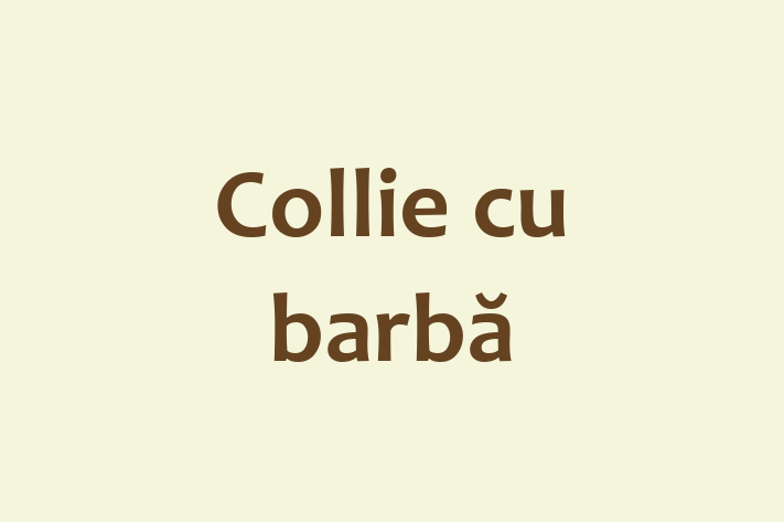 Adopta un Câine Collie cu barb Disponibil in Nisporeni