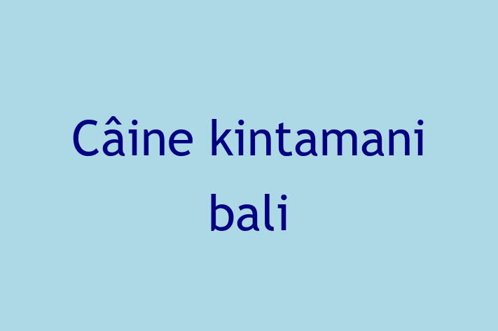 Acest câine de 10 luni este calm și iubitor și disponibil pentru adopție. Prețul este de 2,400.00 Lei, iar toate vaccinările sunt la zi.
Contactează Daniel la (021) 367104 pentru mai multe informații.