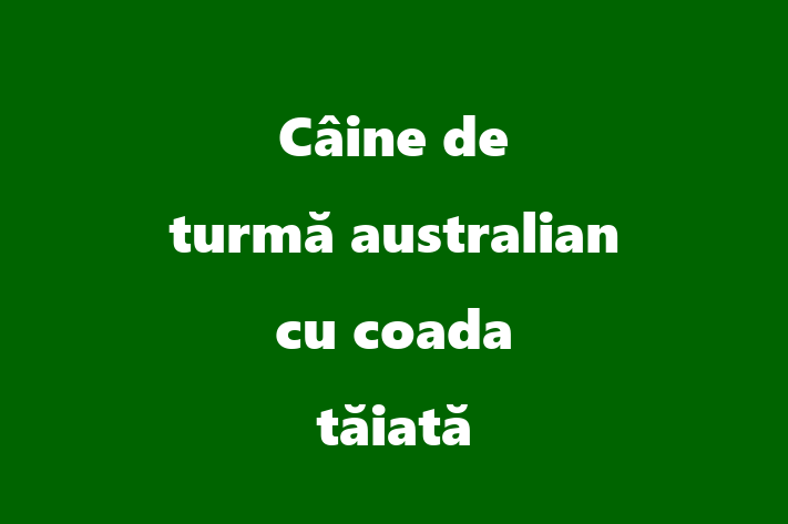 Un Nou Câine de turm australian cu coada tiat Câine te Ateapt in Anenii Noi