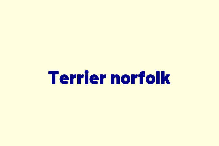 Terrier norfolk de Vnzare in Tiraspol