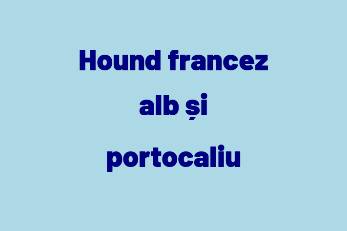 Întâlnește adorabilul nostru Hound francez alb și portocaliu de 2 ani! energic și amuzant și la zi cu vaccinările. Preț: 1,500.00 Lei.
Contactează Catalin la (060) 981 586 pentru mai multe detalii.