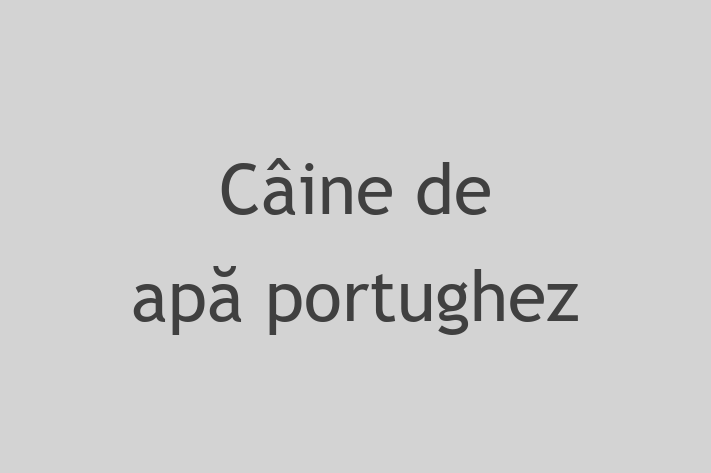 Cine Câine de ap portughez de Vnzare in Comrat