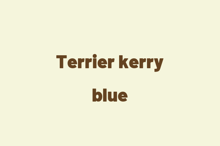 Terrier kerry blue Câine Pregtit pentru o Cas in Cueni