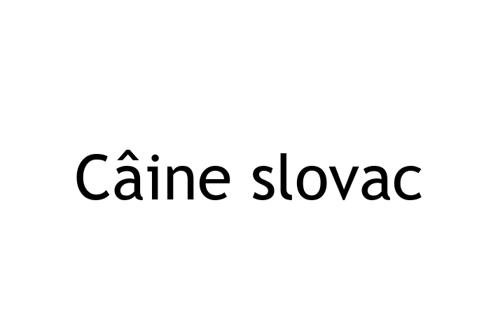 Cine slovac Câine de Adopie in Anenii Noi