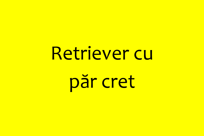 Acest Retriever cu păr cret de 10 luni este alert și activ și în așteptarea unei familii iubitoare! La zi cu toate vaccinările. Preț: 1,400.00 Lei.
Contactează Viorica la (067) 76 330.