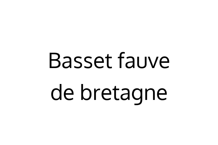 🌟 Întâlnește adorabilul nostru Basset fauve de bretagne de 3 ani! Acest câine este blând și prietenos și gata pentru o nouă familie. 📍 Locație: Dondușeni | 💵 Preț: 1,100.00 Lei
📞 Contactează Oana la (067) 12 324 pentru a programa o vizită!