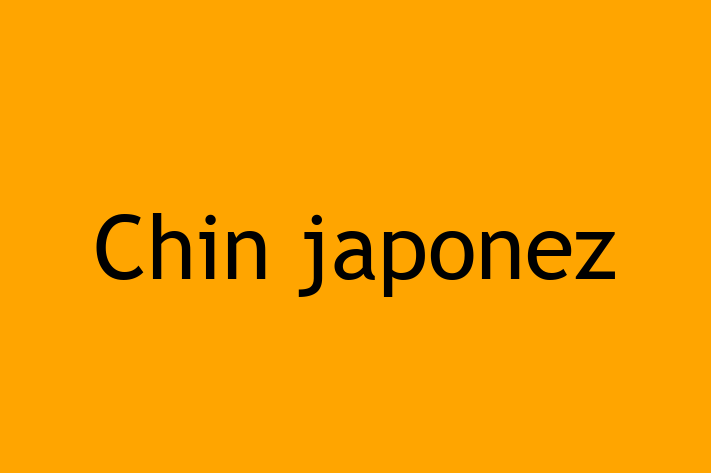 Un Nou Chin japonez Câine te Ateapt in Rezina