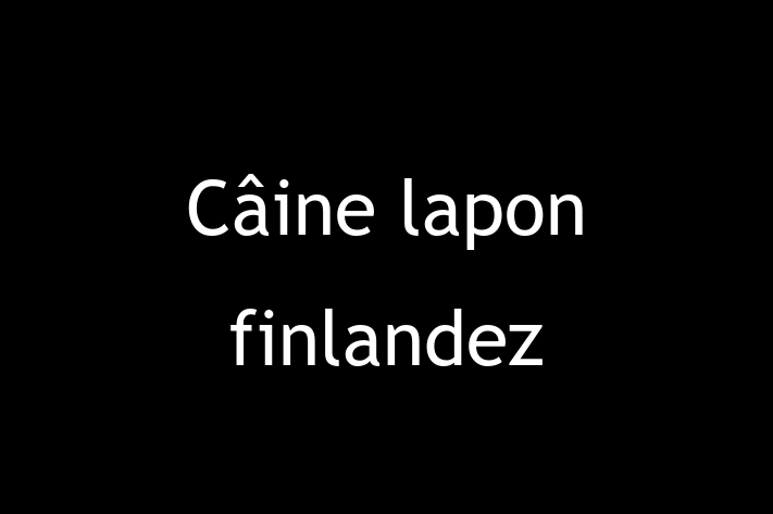 Adopta un Câine lapon finlandez Câine Fericit in Glodeni