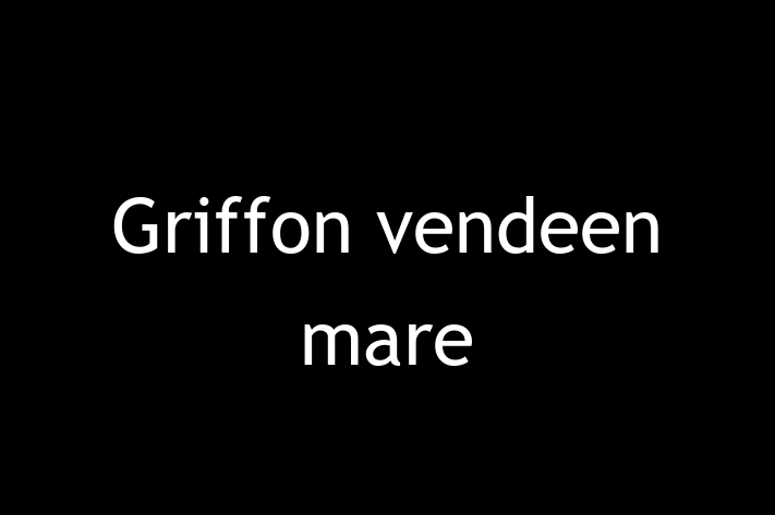 Acest Griffon vendeen mare de 1 an este blând și prietenos și în așteptarea unei familii iubitoare! La zi cu toate vaccinările. Preț: 2,250.00 Lei.
Contactează Marius la (0230) 677156.