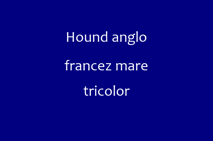 Cauți un câine? Al nostru Hound anglo francez mare tricolor de 1 an este energic și amuzant și disponibil pentru adopție! Preț: 800.00 Lei.
Contactează Mihail la (078) 759 966 pentru mai multe detalii.