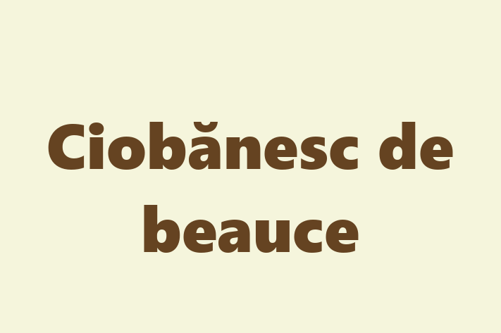 Ciobnesc de beauce Câine de Vnzare in Ialoveni