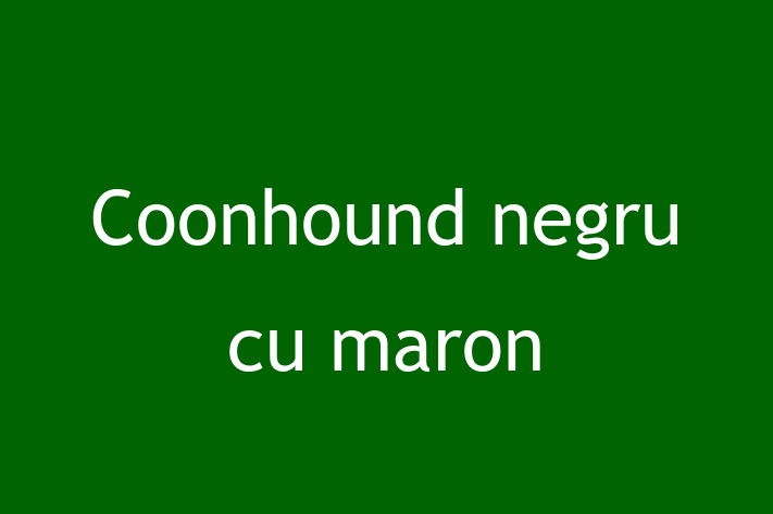 Întâlnește adorabilul nostru Coonhound negru cu maron de 11 luni! alert și activ și la zi cu vaccinările. Preț: 1,250.00 Lei.
Contactează Adela la (060) 45 985 pentru mai multe detalii.