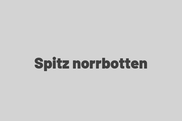 Cine Spitz norrbotten de Vnzare in Drochia