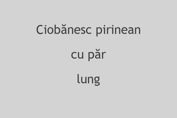 Adopta un Frumos Ciobnesc pirinean cu pr lung Câine in Tiraspol