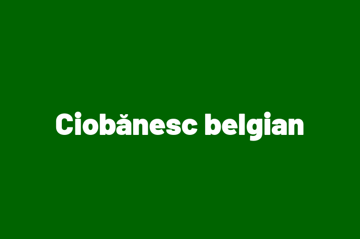 Cine Ciobnesc belgian de Vnzare in Ungheni