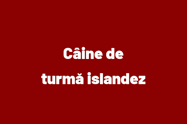 Cine Câine de turm islandez de Vnzare in Bli