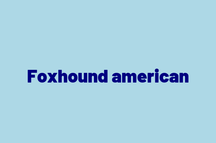 Foxhound american de Vnzare in Ungheni