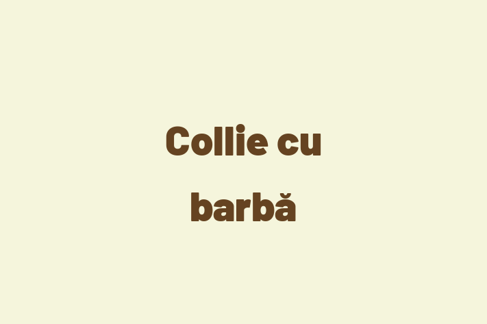 Puii noștri de Collie cu barbă de 9 luni sunt în așteptarea unei case iubitoare! Acești câine sunt loial și protector și gata să facă parte din familia ta.
Preț: 1,250.00 Lei. Contactează Doru la (067) 271 57.