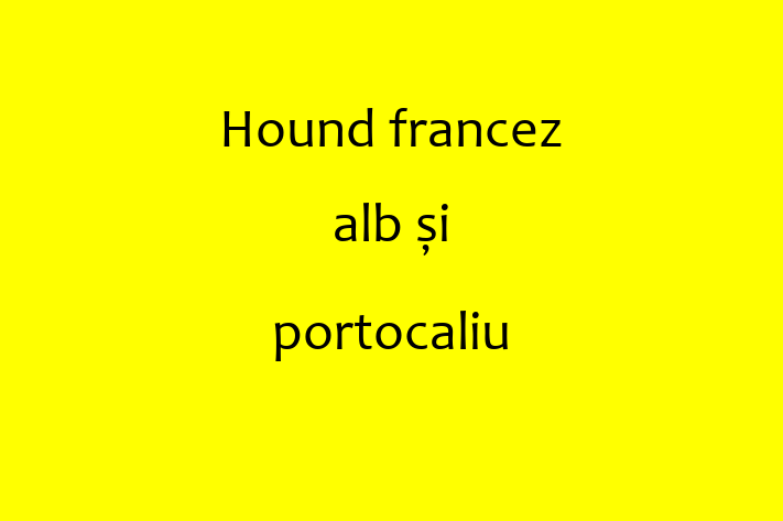 Îți prezentăm un câine adorabil, loial și protector și sănătos. Are 1 an și este gata să fie adoptat. Preț: 450.00 Lei. Contactează Florina la (021) 333213 pentru mai multe detalii.