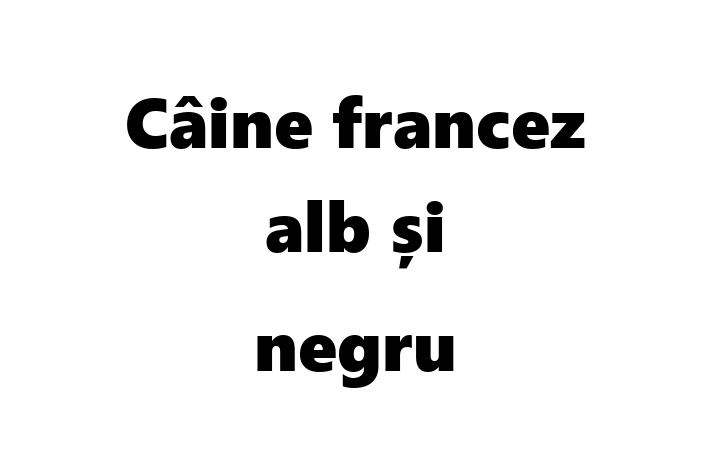 Întâlnește adorabilul nostru Câine francez alb și negru de 11 luni! blând și prietenos și la zi cu vaccinările. Preț: 700.00 Lei.
Contactează Cristina la (0238) 523230 pentru mai multe detalii.