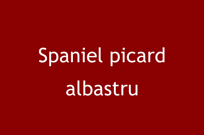 Întâlnește adorabilul nostru Spaniel picard albastru de 1 an! Acest câine este plin de personalitate, bine socializat și gata să se alăture familiei tale. Este la zi cu vaccinările și vine cu dosar medical. Perfect pentru iubitorii de câine din Bălți.
Preț: 1,750.00 Lei
Contactează Monica la (068) 119 518 pentru mai multe detalii sau pentru a programa o vizită!