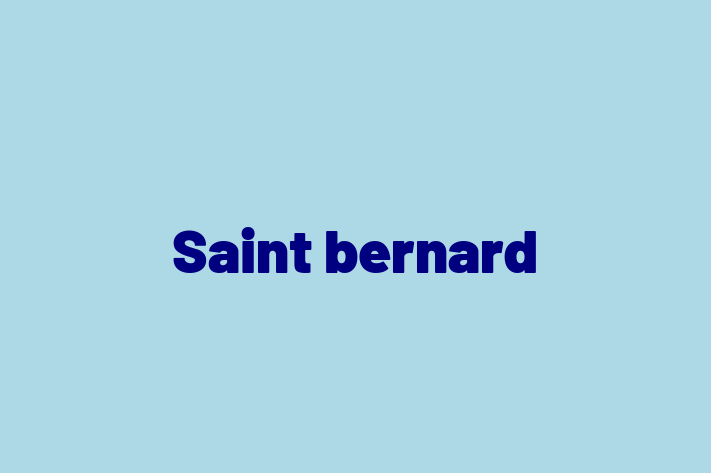 Saint bernard Câine Disponibil Acum in Anenii Noi