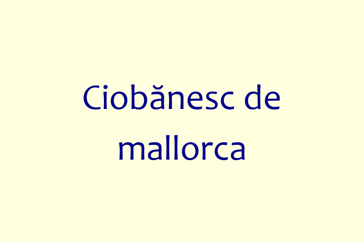 Adopta un Câine Ciobnesc de mallorca Disponibil in Edine