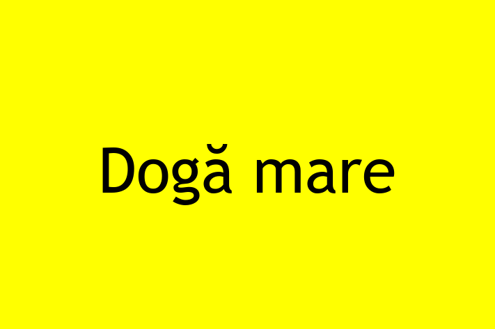 Cauți un câine? Al nostru Dogă mare de 8 luni este loial și protector și disponibil pentru adopție! Preț: 2,850.00 Lei.
Contactează Radu la (021) 600103 pentru mai multe detalii.