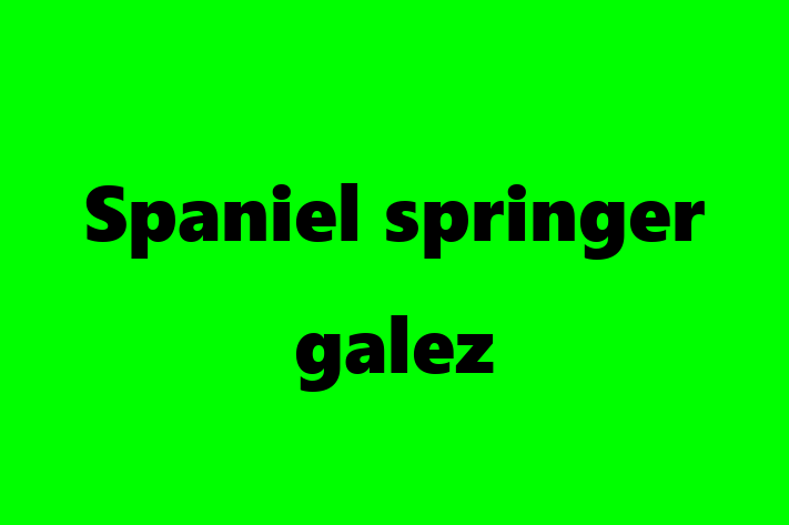 Acest Spaniel springer galez este jucăuș și afectuos și gata să se mute într-o nouă casă! Este sănătos și la zi cu toate vaccinările. Contactează Elena la (062) 815 168 pentru preț și mai multe detalii.